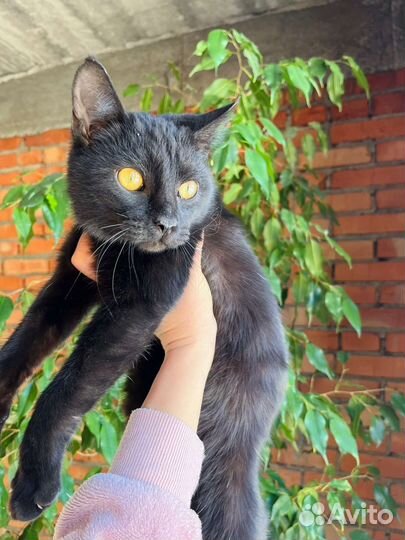 Котик