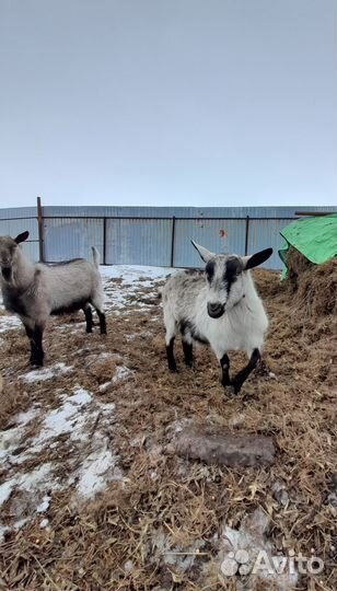 Коза дойная,козлик, козлята