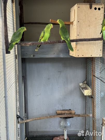 Краснокрылый попугай