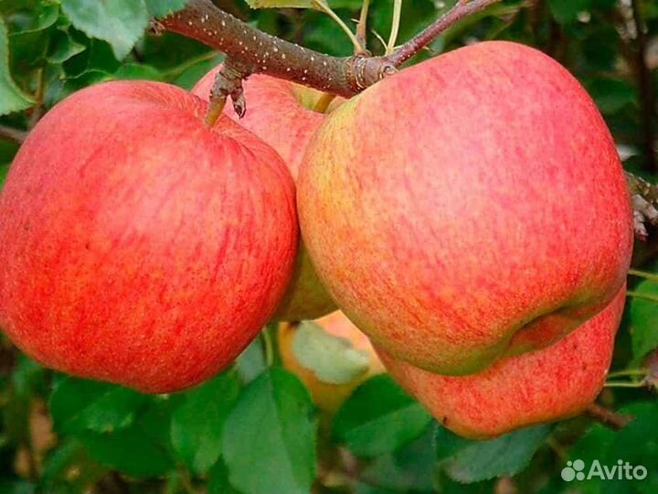 Саженцы яблони