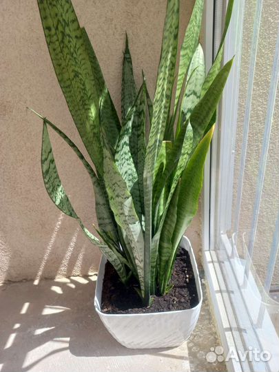 Сансевиерия