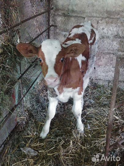 Домашняя тёлочка