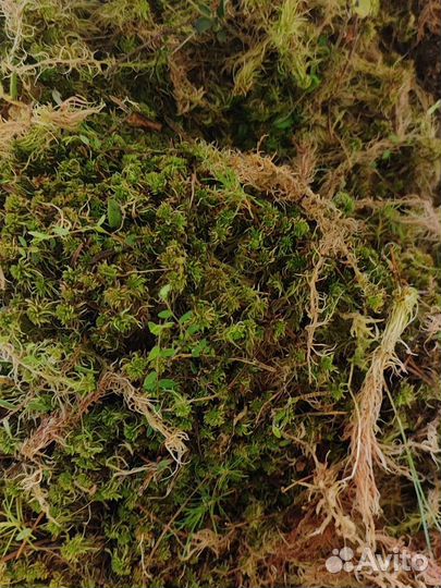 Мох сфагнум для улиток и орхидей, живой