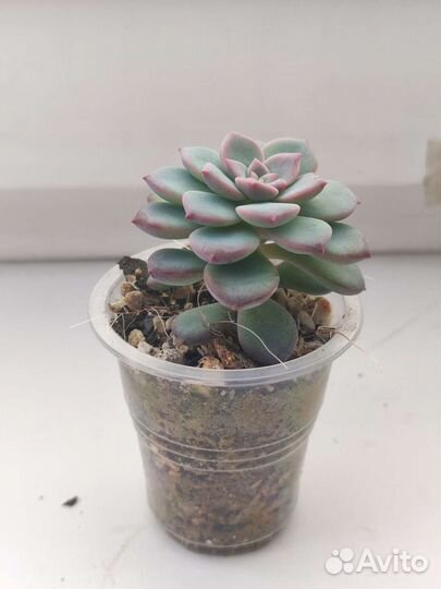 Graptoveria ‘Milky Way’