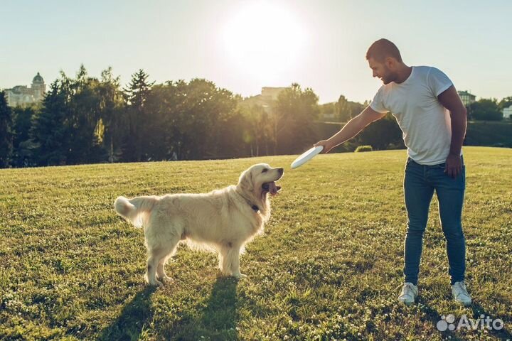 Выгул собак