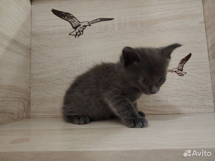 Котенок девочка метис