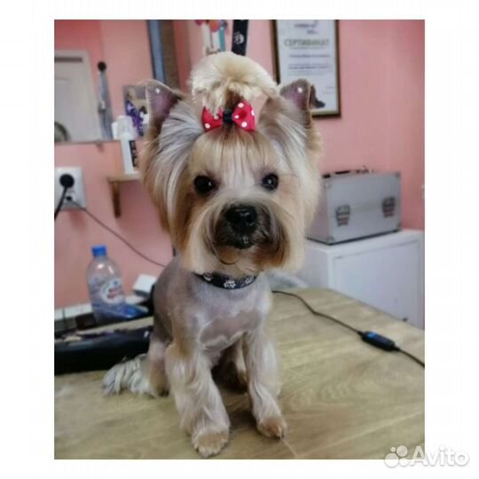 Стрижка собак и кошек. Тримминг, груминг крупных п