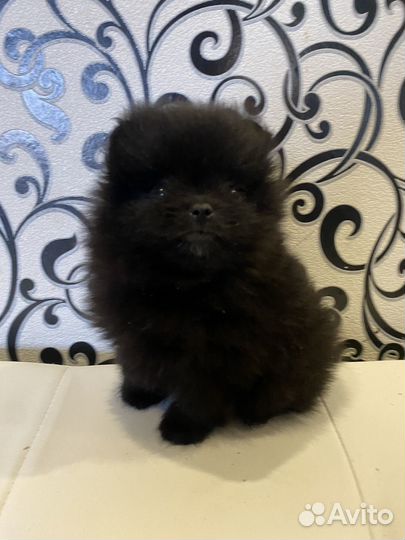 Еся и Стеша