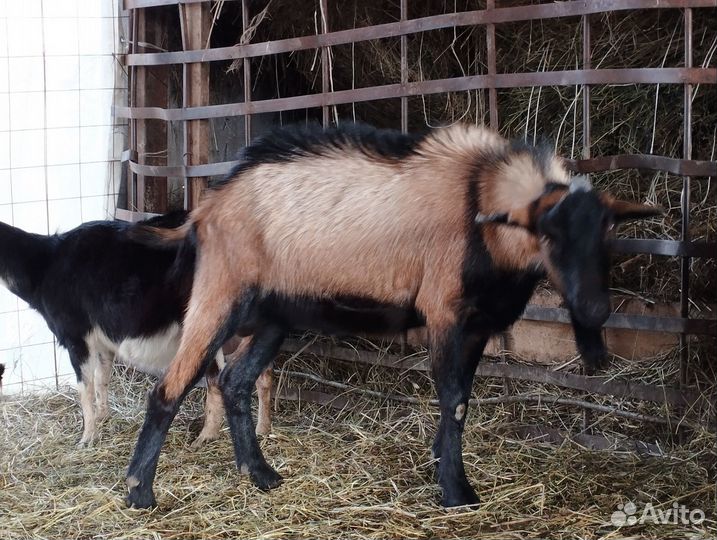 Козы, козёл