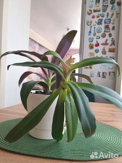 Комнатные цветы и горшки