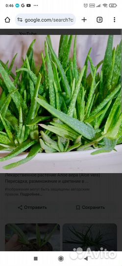 Алоэ вера лечебный