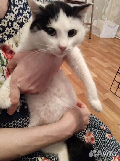 Кот ищет дом