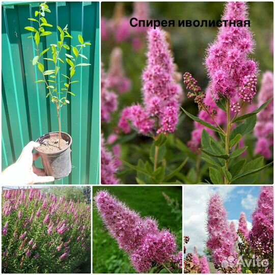 Спирея