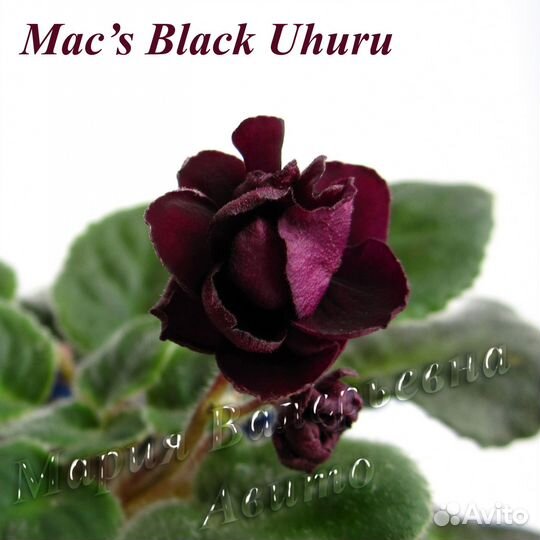 Фиалки сортовые, детки: поштучно или набором