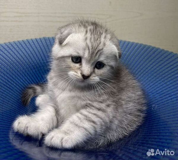 Шотландские котята