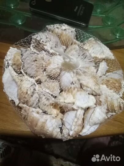 Морские ракушки раковины