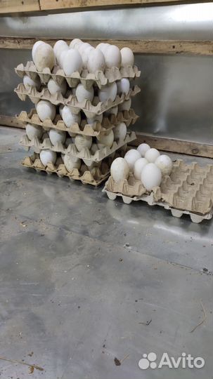 Яйцо домашнее на инкубацию