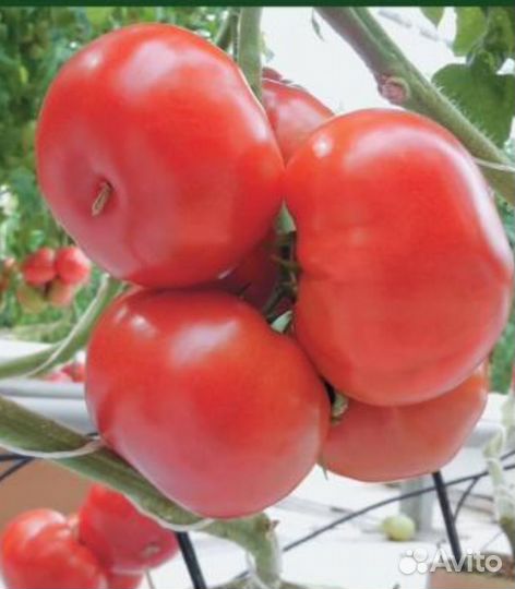 Семена томатов