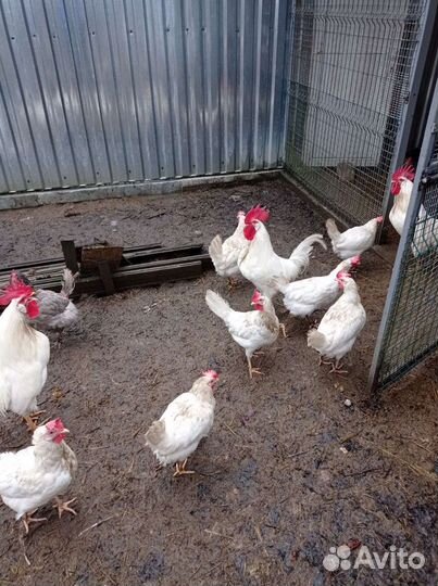 Инкубационное яйцо кур Леггорн