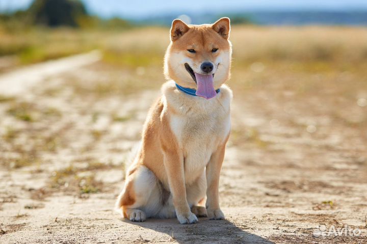 Породный кобель сиба ину (вязка)