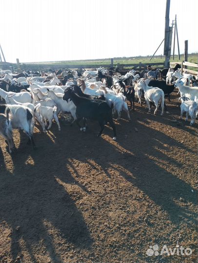 Козы Козлята