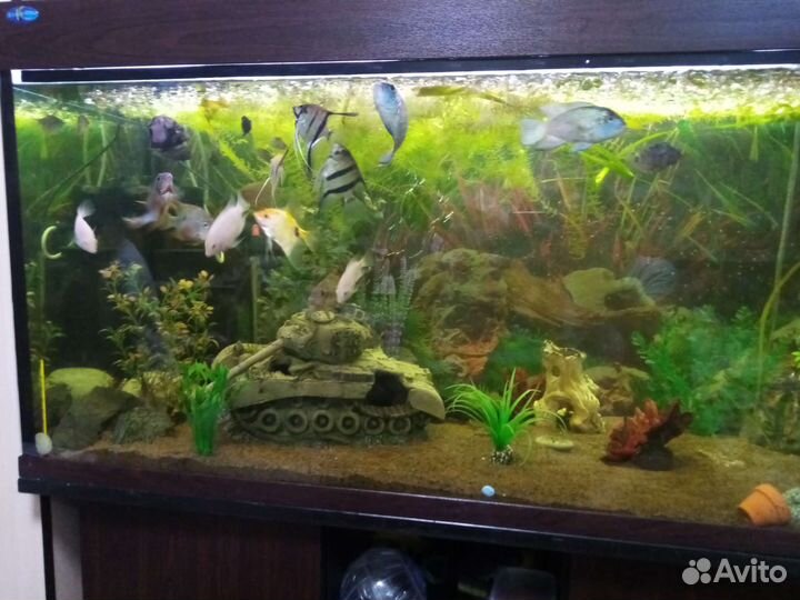 Аквариум
