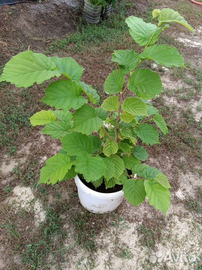 Ремонтантная малина