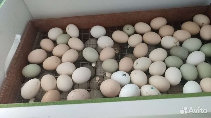 Суточные цыплята несушки