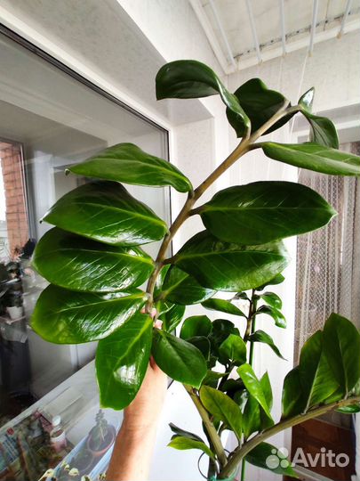 Замиокулькас, долларовое дерево