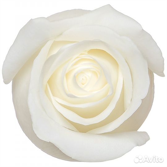 Роза Ноэлия (70 см.) Премиум