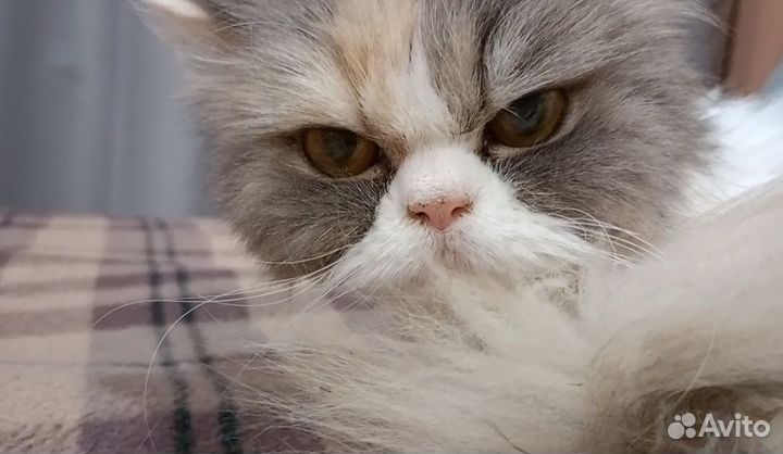 Кошке нужен дом