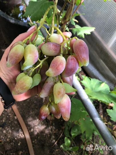 Виноград Дубовский розовый,викинг, и др