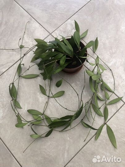 Хойи взрослые