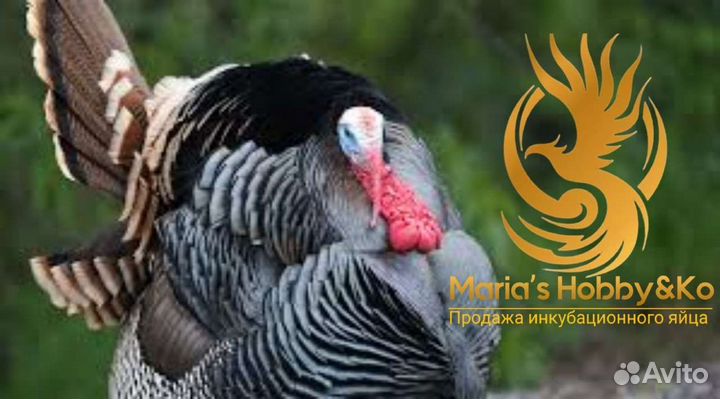 Яйцо инкубационное индейки и др. с/х птицы