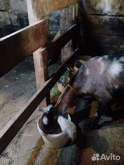 Козы дойные