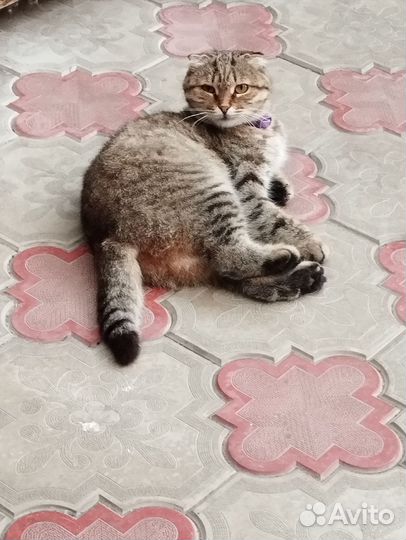 Кошка вислоухая