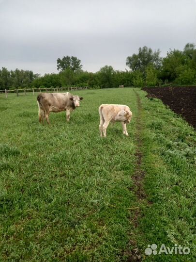 Корова дойная с теленком