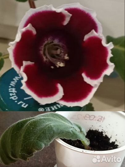 Глоксиния, лист укорененный