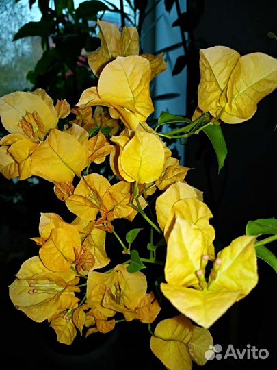 Бугенвиллия Yellow Queen