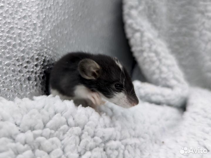 Крысята дамбо домашние малыши