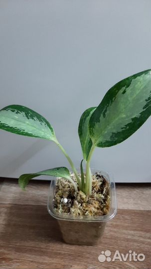 Аглаонема уши слона