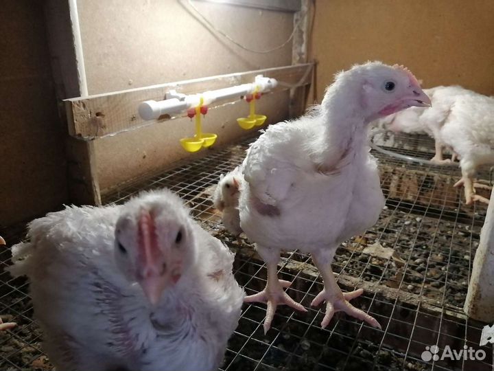 Цыплята бройлера Кобб 500