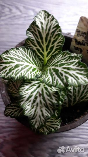 Растения (мини) для флорариумов и террариумов