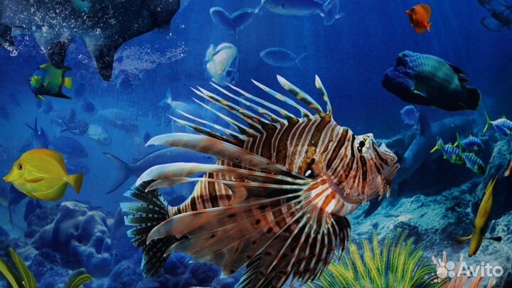 Обслуживание ващего аквариума