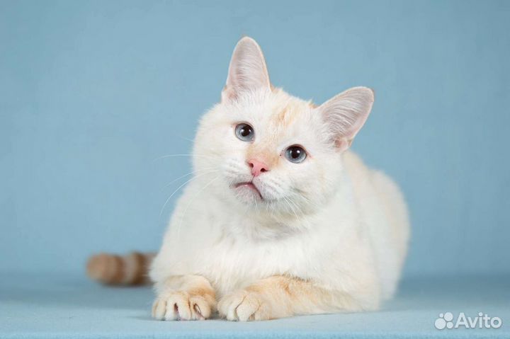 Красивый ласковый котик Сеймур