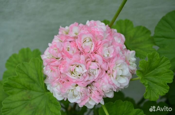 Эйприл сноу пеларгония