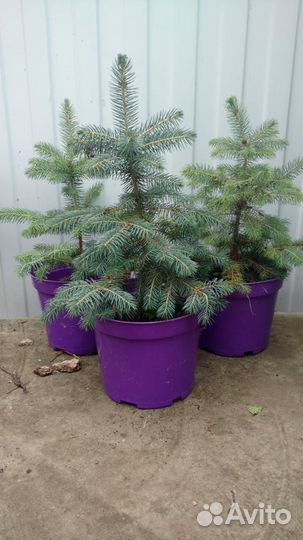 Ель сизая (голубая)