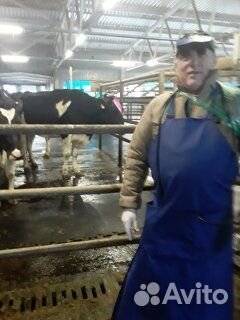 Техник искусственного осеменения