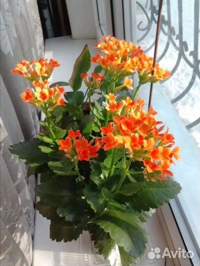 Каланхоэ декоративное отростки с корнями