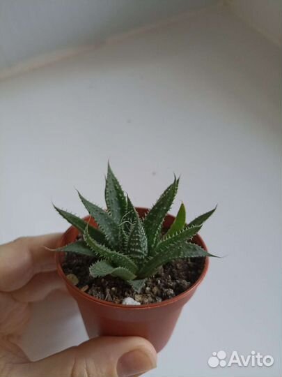 Суккуленты